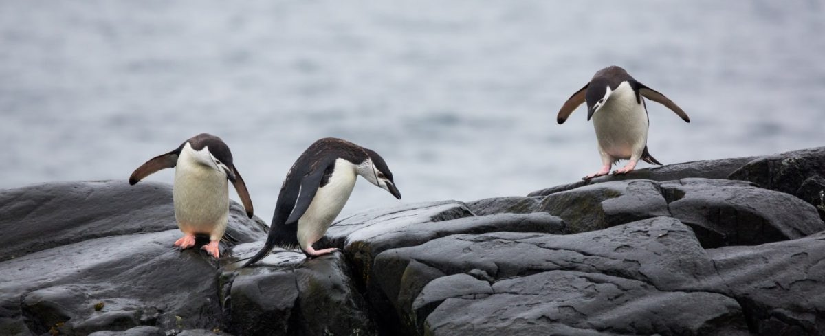 pinguini in antartide